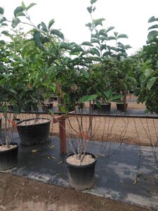 Magnolia 'Galaxy' 200-250 cm cont. 50L meerstammig - afbeelding 2