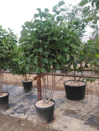 Magnolia 'Galaxy' 200-250 cm cont. 50L meerstammig - afbeelding 3