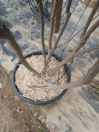 Magnolia 'Galaxy' 200-250 cm cont. 50L meerstammig - afbeelding 4