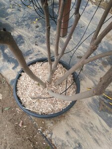 Magnolia 'Galaxy' 200-250 cm cont. 50L meerstammig - afbeelding 4