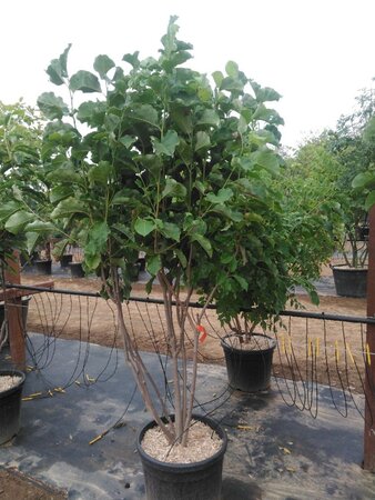 Magnolia 'Galaxy' 200-250 cm cont. 50L meerstammig - afbeelding 5