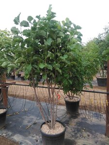Magnolia 'Galaxy' 200-250 cm cont. 50L meerstammig - afbeelding 5