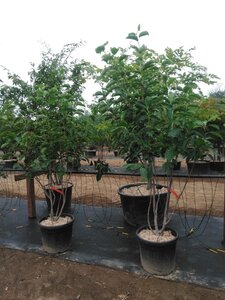 Magnolia 'Galaxy' 200-250 cm cont. 50L meerstammig - afbeelding 6