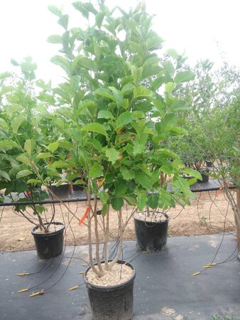 Magnolia kobus 200-250 cm cont. 50L meerstammig - afbeelding 1