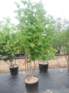 Magnolia kobus 200-250 cm cont. 50L meerstammig