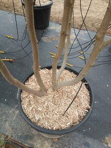 Magnolia kobus 200-250 cm cont. 50L meerstammig - afbeelding 2