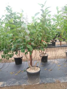Magnolia sieboldii 175-200 cm cont. 50L meerstammig