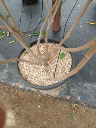 Magnolia sieboldii 175-200 cm cont. 50L meerstammig - afbeelding 2