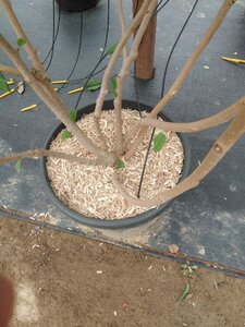 Magnolia sieboldii 175-200 cm cont. 50L meerstammig - afbeelding 2