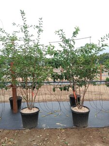 Prunus 'The Bride' 200-250 cm cont. 50L meerstammig