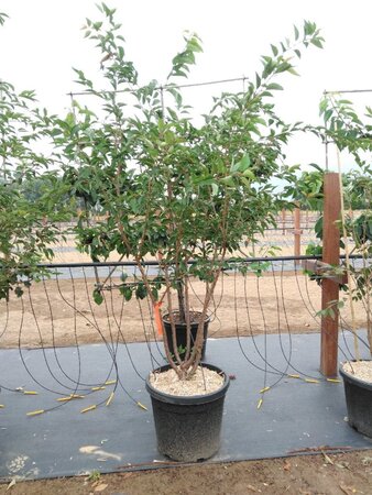 Prunus 'The Bride' 200-250 cm cont. 50L meerstammig - afbeelding 2