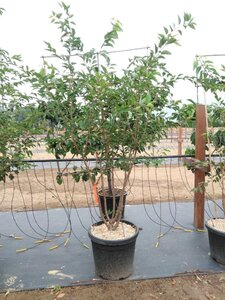 Prunus 'The Bride' 200-250 cm cont. 50L meerstammig - afbeelding 2
