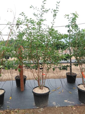 Prunus 'The Bride' 200-250 cm cont. 50L meerstammig - afbeelding 3