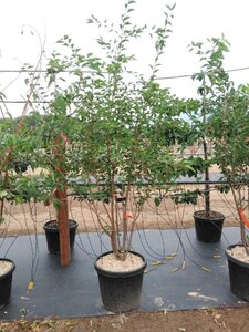 Prunus 'The Bride' 200-250 cm cont. 50L meerstammig - afbeelding 3
