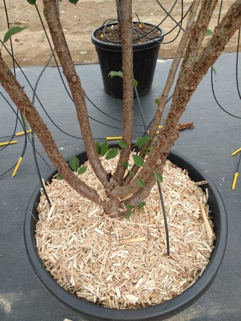 Prunus 'The Bride' 200-250 cm cont. 50L meerstammig - afbeelding 4