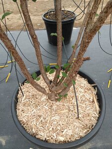 Prunus 'The Bride' 200-250 cm cont. 50L meerstammig - afbeelding 4