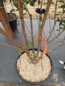 Prunus 'The Bride' 200-250 cm cont. 50L meerstammig - afbeelding 5