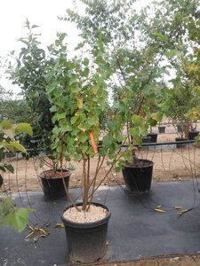 Tilia cordata 'Winter Orange' 175-200 cm cont. 50L meerstammig
