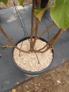 Tilia cordata 'Winter Orange' 175-200 cm cont. 50L meerstammig - afbeelding 2
