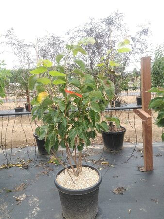 Tilia henryana 150-175 cm cont. 50L meerstammig - afbeelding 1