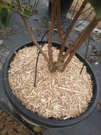 Tilia henryana 150-175 cm cont. 50L meerstammig - afbeelding 2