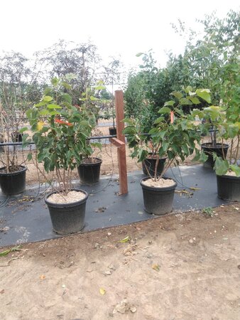 Tilia henryana 150-175 cm cont. 50L meerstammig - afbeelding 3