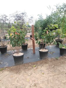 Tilia henryana 150-175 cm cont. 50L meerstammig - afbeelding 3