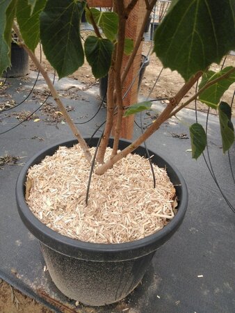 Tilia henryana 150-175 cm cont. 50L meerstammig - afbeelding 4