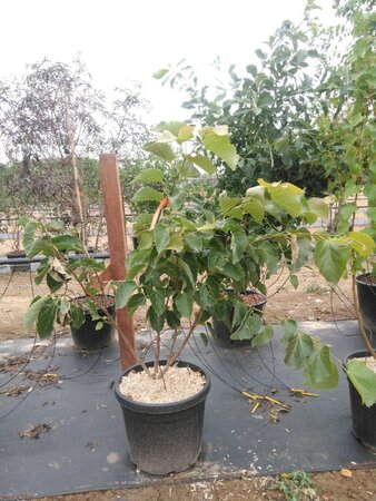 Tilia henryana 150-175 cm cont. 50L meerstammig - afbeelding 5