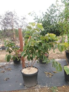 Tilia henryana 150-175 cm cont. 50L meerstammig - afbeelding 5