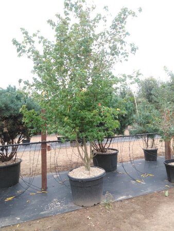 Acer campestre 300-350 cm cont. 130L meerstammig - afbeelding 3