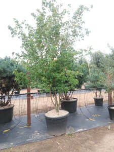 Acer campestre 300-350 cm cont. 130L meerstammig - afbeelding 3