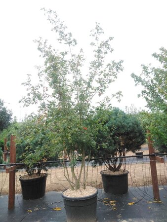 Acer campestre 300-350 cm cont. 130L meerstammig - afbeelding 2