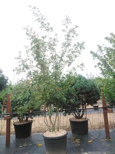 Acer campestre 300-350 cm cont. 130L meerstammig - afbeelding 2