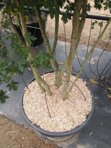 Acer campestre 300-350 cm cont. 130L meerstammig