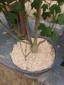 Acer campestre 300-350 cm cont. 130L meerstammig - afbeelding 4