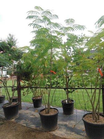 Albizia julibr. rosea 200-250 cm cont. 70L meerstammig