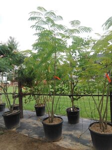 Albizia julibr. rosea 200-250 cm cont. 70L meerstammig