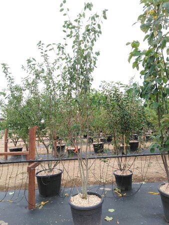 Amelanchier laevis 'Snowflakes' 175-200 cm cont. 70L meerstammig - afbeelding 1