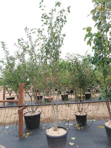 Amelanchier laevis 'Snowflakes' 175-200 cm cont. 70L meerstammig