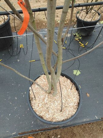 Amelanchier laevis 'Snowflakes' 175-200 cm cont. 70L meerstammig - afbeelding 2