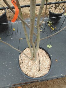 Amelanchier laevis 'Snowflakes' 175-200 cm cont. 70L meerstammig - afbeelding 2