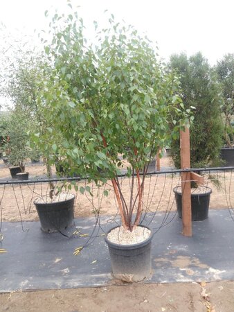 Betula albosin. 'Fascination' 175-200 cm cont. 70L meerstammig - afbeelding 1