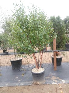 Betula albosin. 'Fascination' 175-200 cm cont. 70L meerstammig