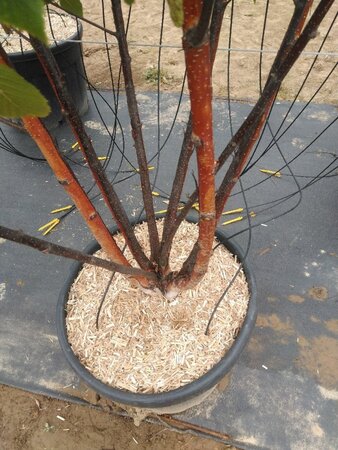 Betula albosin. 'Fascination' 175-200 cm cont. 70L meerstammig - afbeelding 2