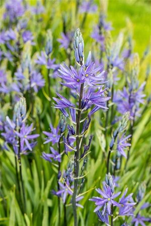 Camassia leichtlinii 'Caerulea' geen maat specificatie 0,55L/P9cm - image 1