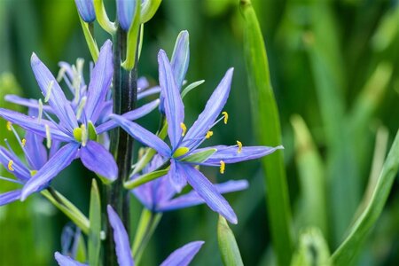 Camassia leichtlinii 'Caerulea' geen maat specificatie 0,55L/P9cm - image 2