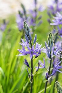 Camassia leichtlinii 'Caerulea' geen maat specificatie 0,55L/P9cm - image 3
