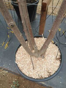 Chitalpa tashk. Summer Bells 200-250 cm cont. 110L meerstammig