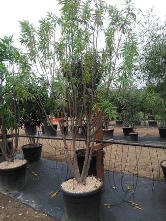 Chitalpa tashk. Summer Bells 200-250 cm cont. 110L meerstammig - afbeelding 2